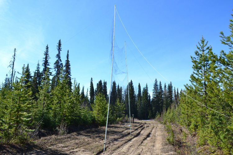 Two long metal poles stand upright on a dirt road in the middle of a forest. A fine net is suspended between them high in the air.