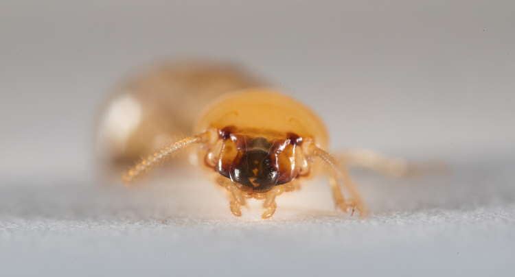 The termite faces the camera head on. Dark brown structures can be seen through it's yellow transparent skin. It's antennae droop downwards.
