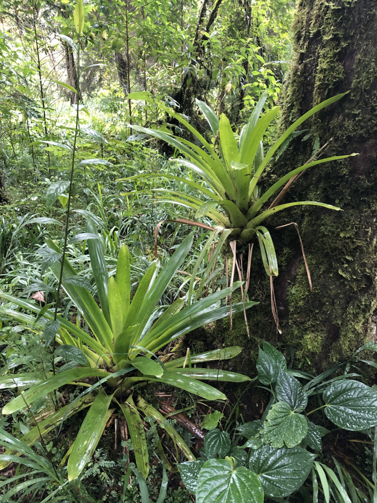 Two bright green bromeliads, with strap-like leaves emerging from a central point, cling to the side of a large moss-covered tree in a dense, wet forest.