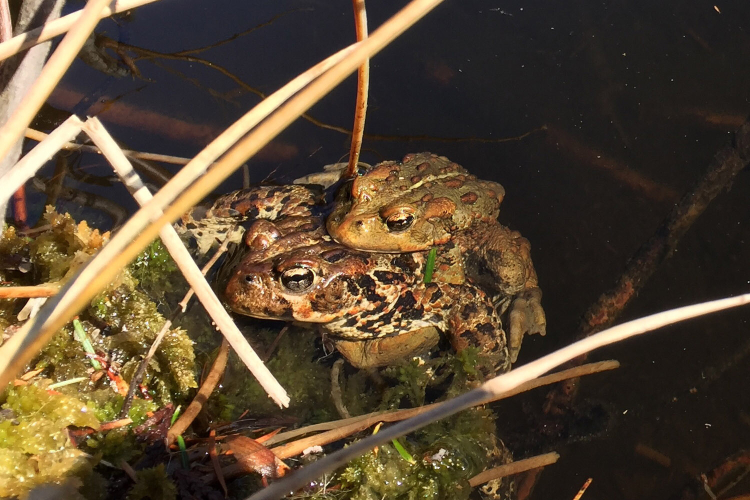 One toad is lays on the back of another in a mating position against the bank of a pond.
