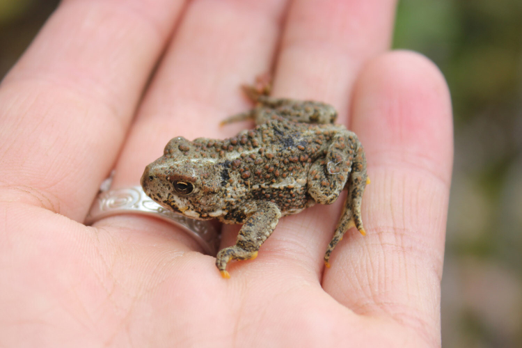 An outstretched hand holds a toad. The toad is barely two finger widths long. It has greyish green skin with tiny yellow toe tips.