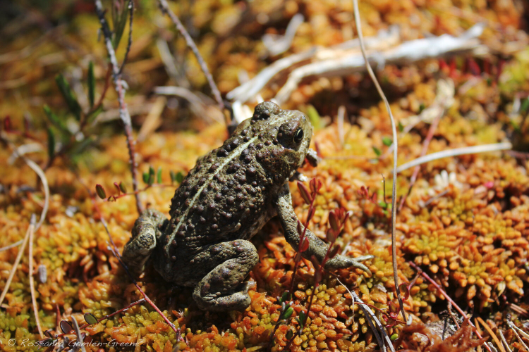 A toad sits on some brownish yellow vegetation. It skin is a olive green and has bumps of varying sizes covering it.