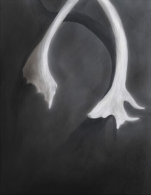 A partial caribou antler set, casting shadows on the black surface behind, soft lighting and space. 