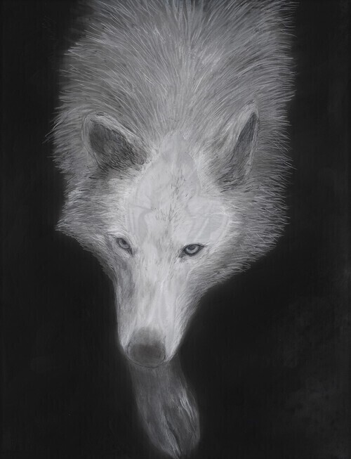 A white wolf stepping into the frame from above, it’s skull showing through the details of white fur and face.