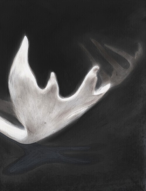 A drawing of a partial caribou antler with bright highlight from above and subtle blurred antler in the black background. 