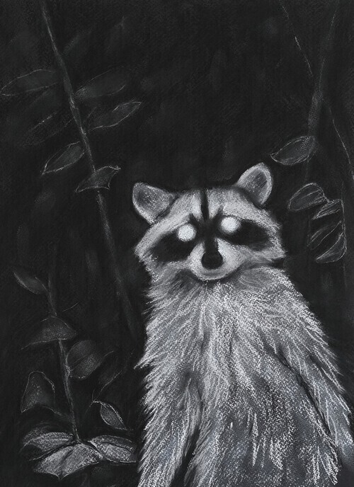 A drawing of a raccoon almost completely lost in white flash of camera, foliage highlighted behind her in the dark. 