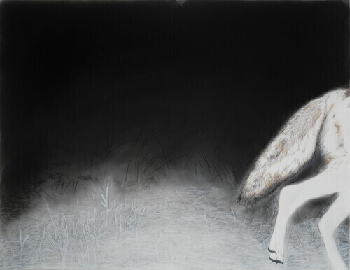 A drawing of a coyote exiting the scene, details of its tail, hind legs and the nighttime foreground grasses glow brightly.