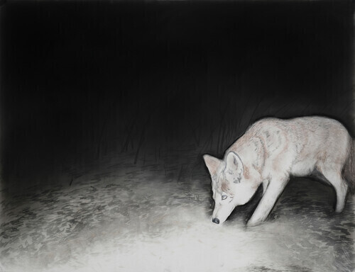 A coyote cautiously sniffs the ground, her body is partly out of the frame, her eyes highlighted by the infrared light.
