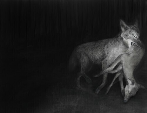 A coyote running through the night and out of the frame while holding a deer in its mouth, bringing food for his pack.