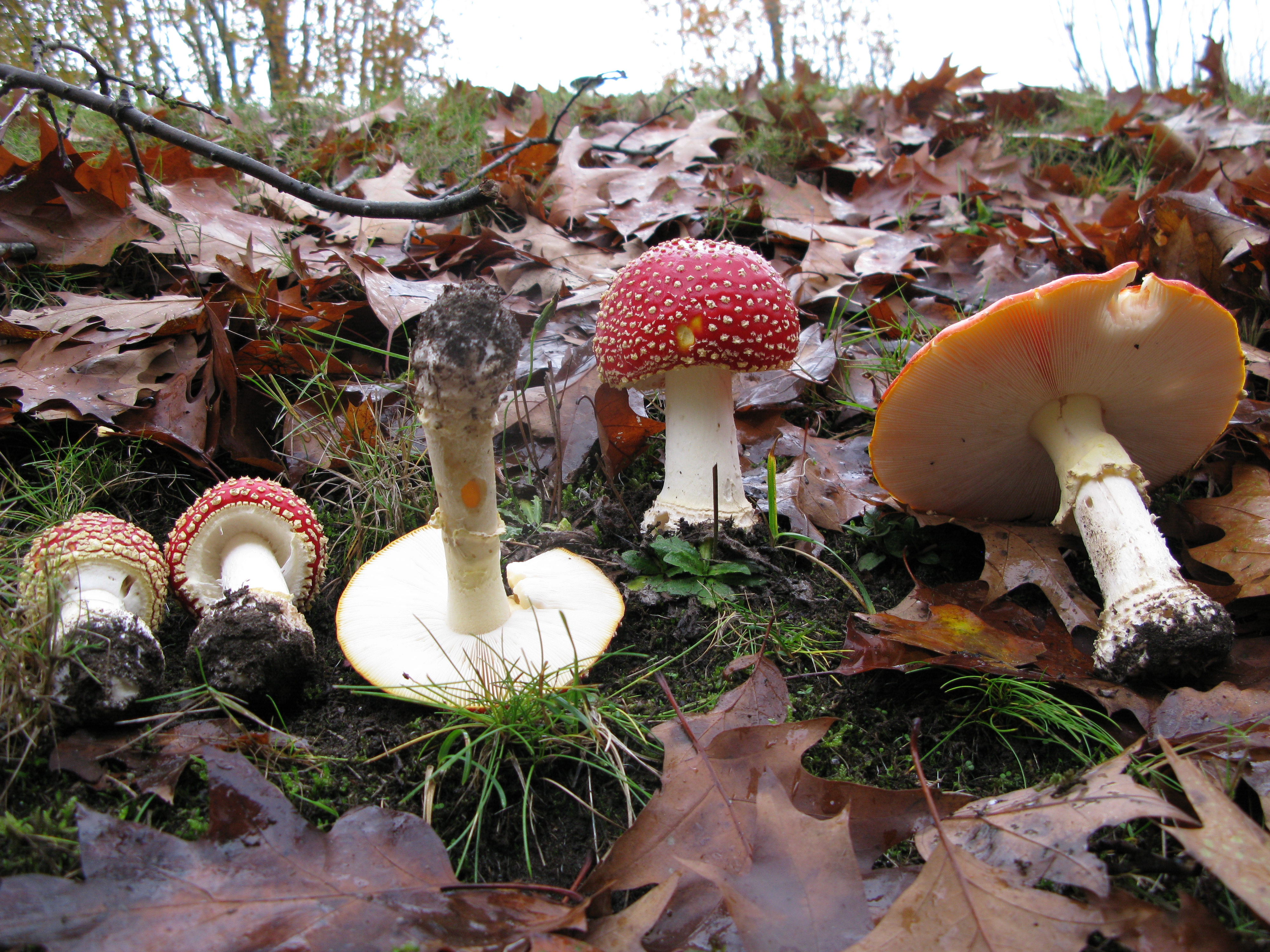 Lawnmower's mushroom