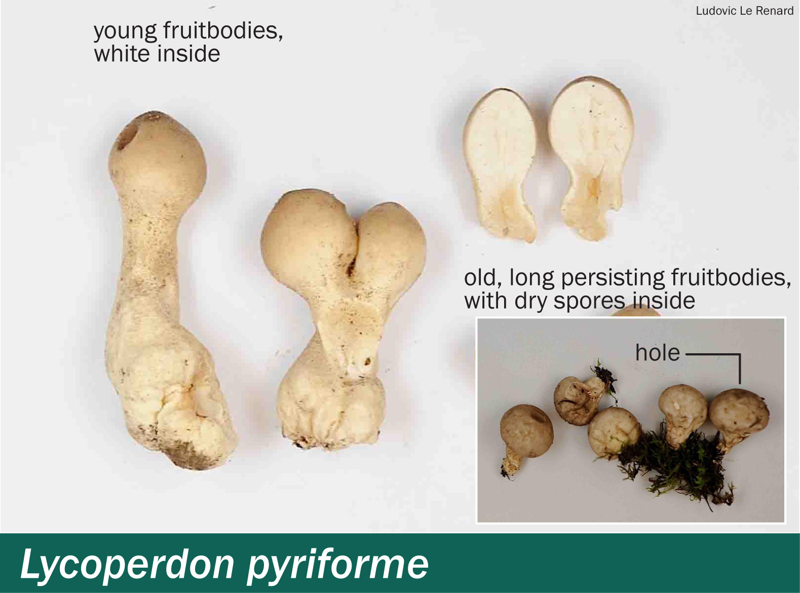 Gem-Studded Puffball (Lycoperdon perlatum)… A Wild Mushroom Taste Test