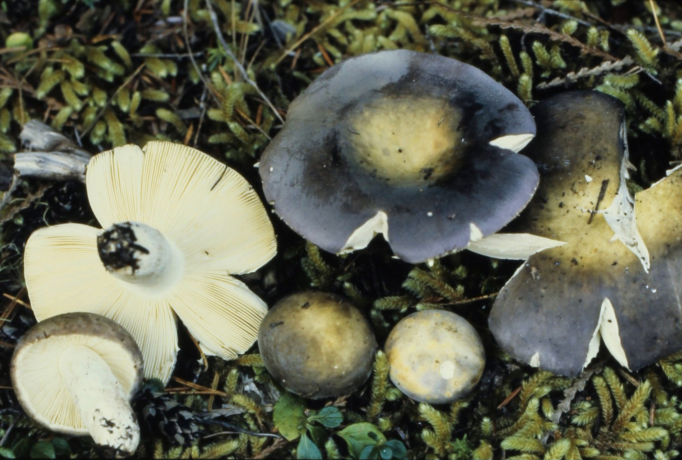 Ben Woo's russula