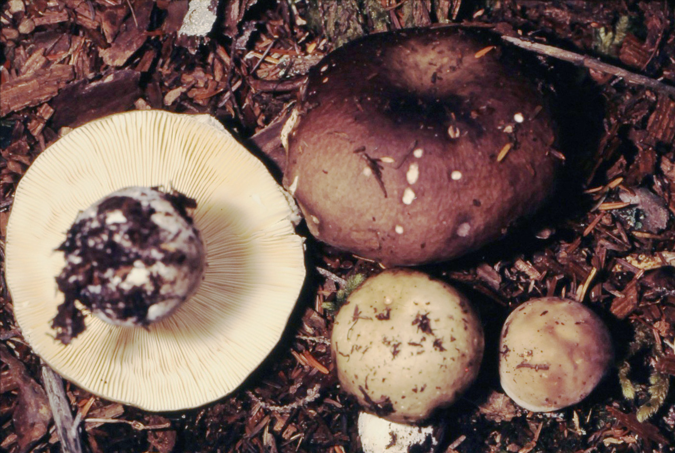 Ben Woo's russula