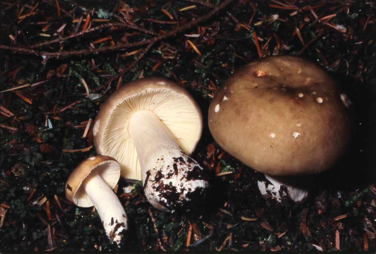 Ben Woo's russula