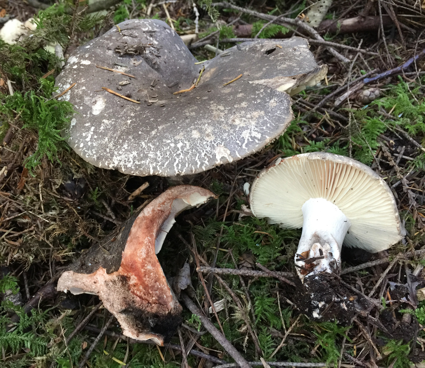 Bloody blackening russula, Russula nigricans