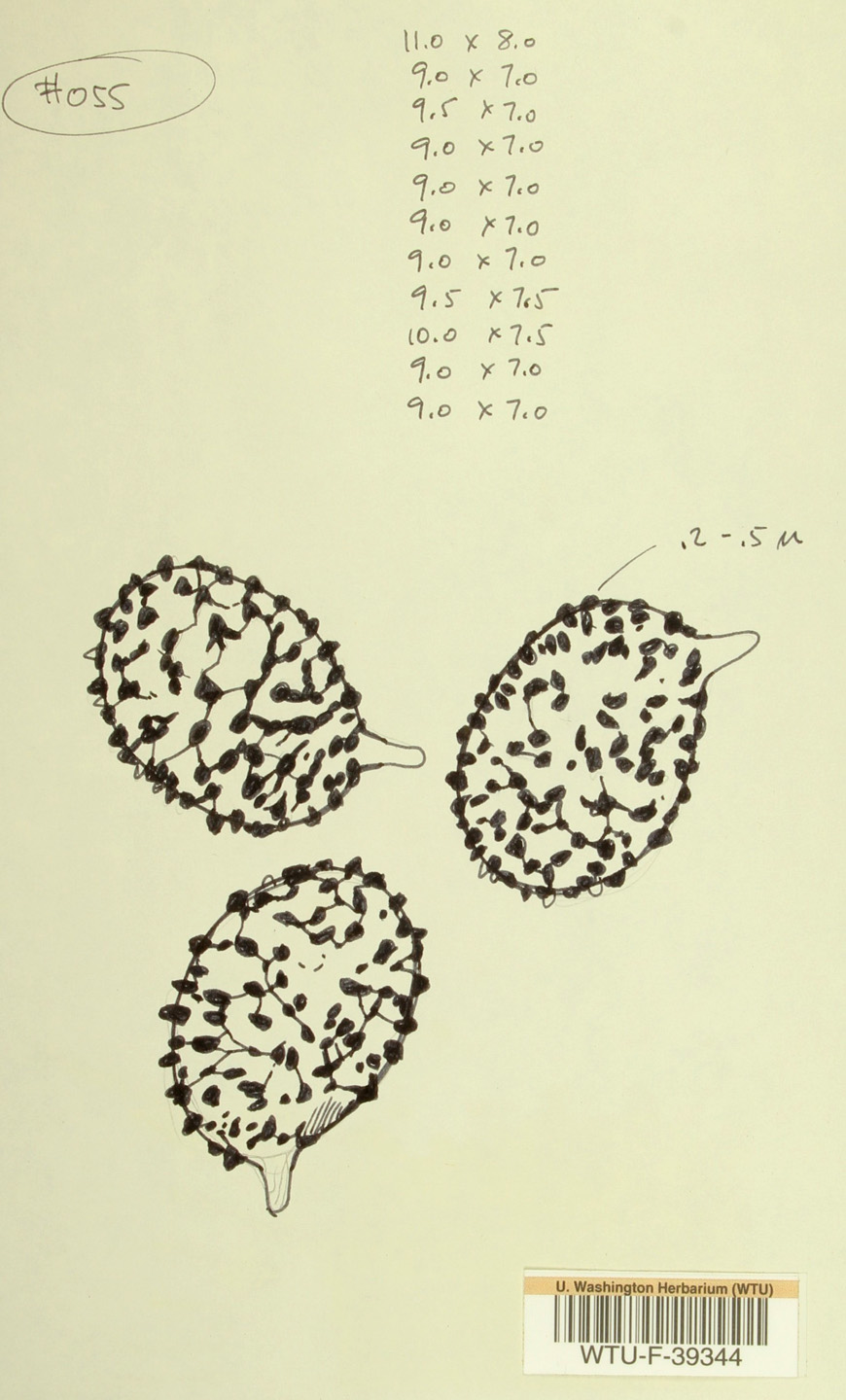 Russula xerampelina spores