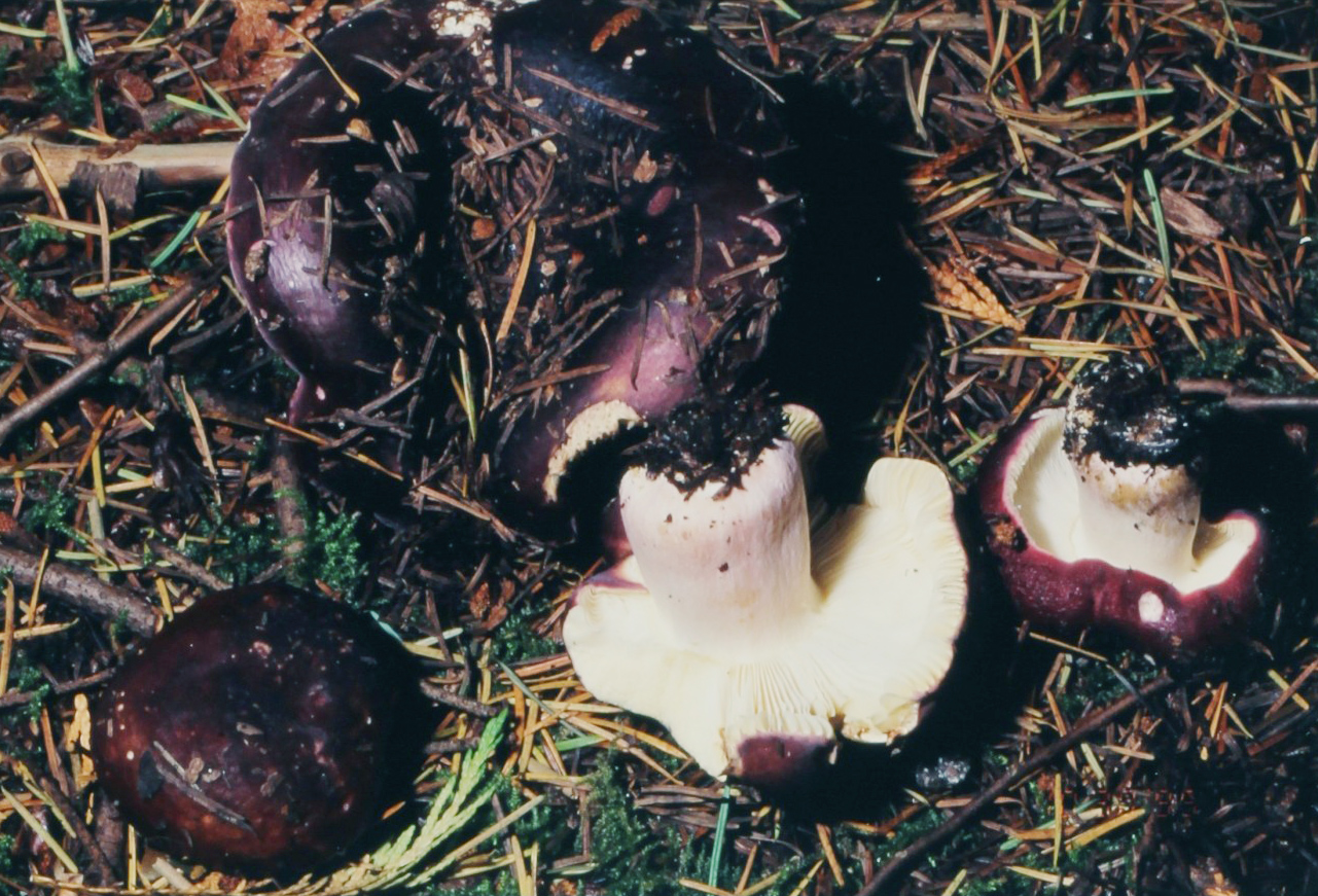 Shrimp russula, Russula xerampelina