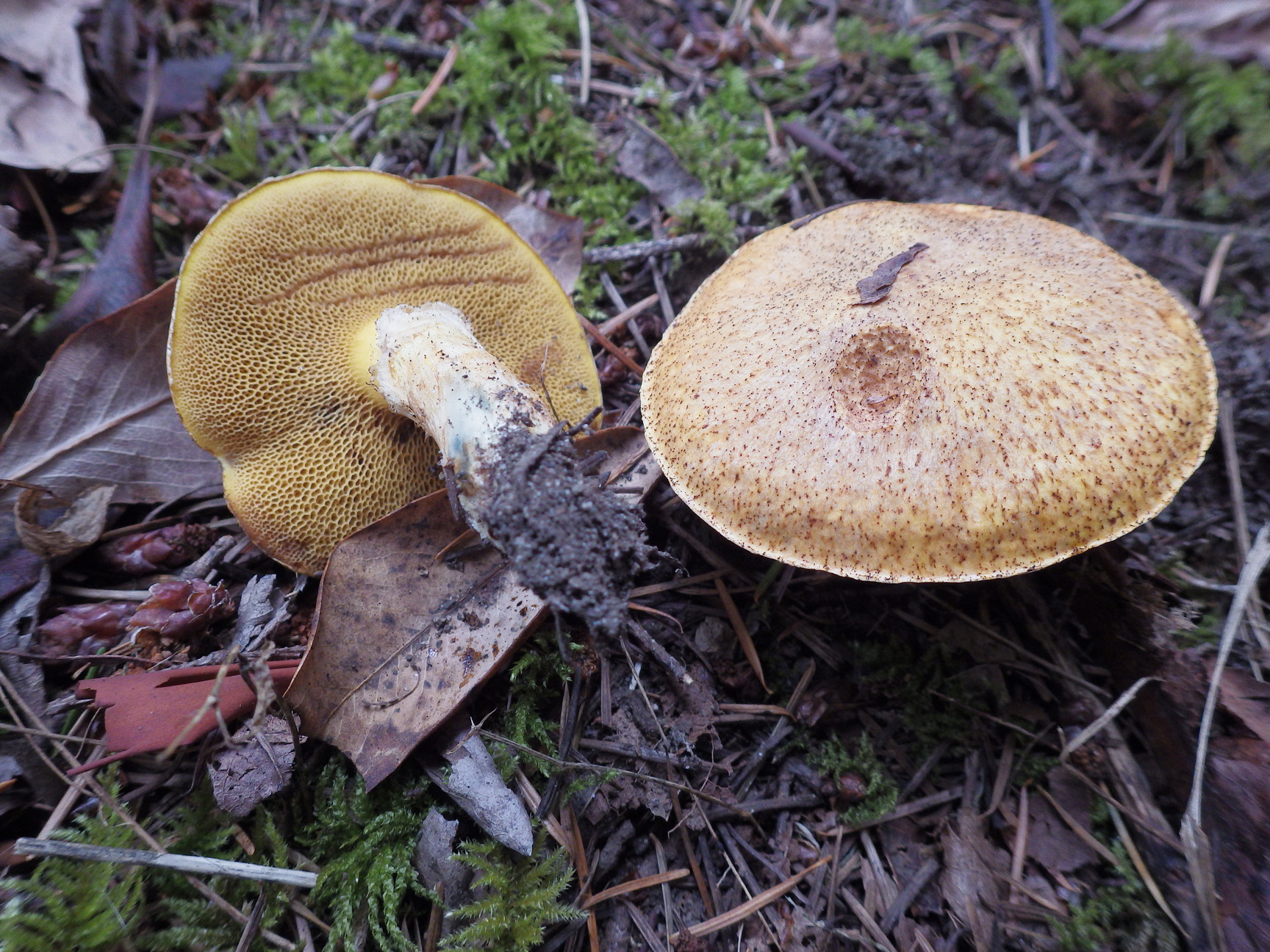 Fat jack, Suillus caerulescens