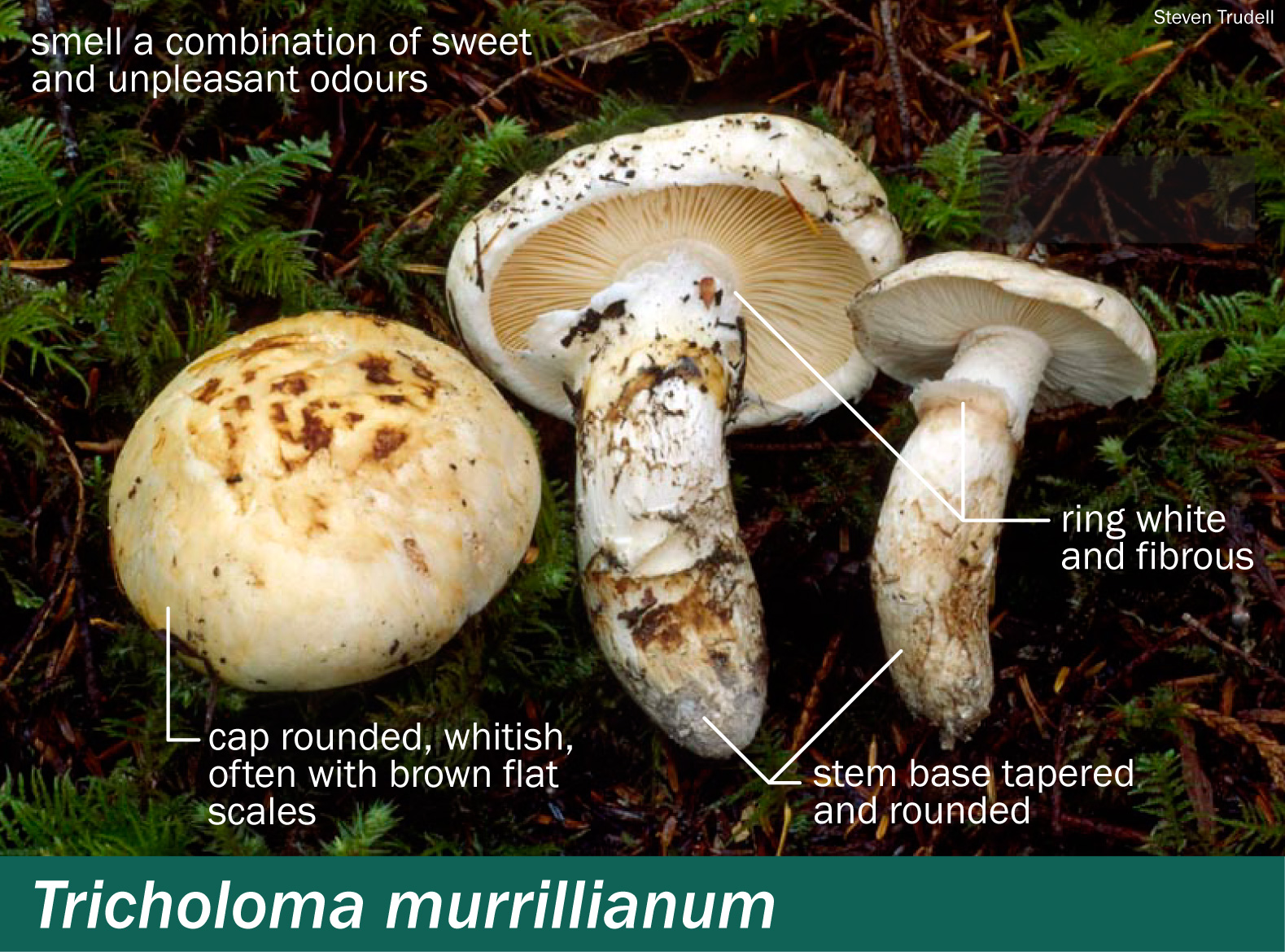 Mushroom and Fungi Treasures of Southern Africa - Pine Ring (underside)  .... Lactarius delicious. | Facebook