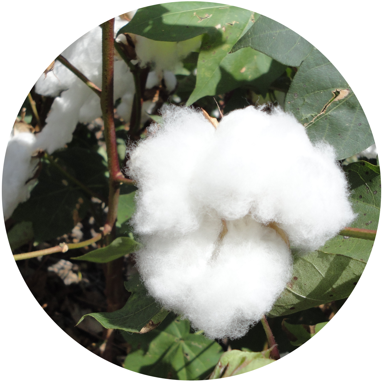 Cotton, Gossypium sp. A cotton boll of white fibers within a seed pod.