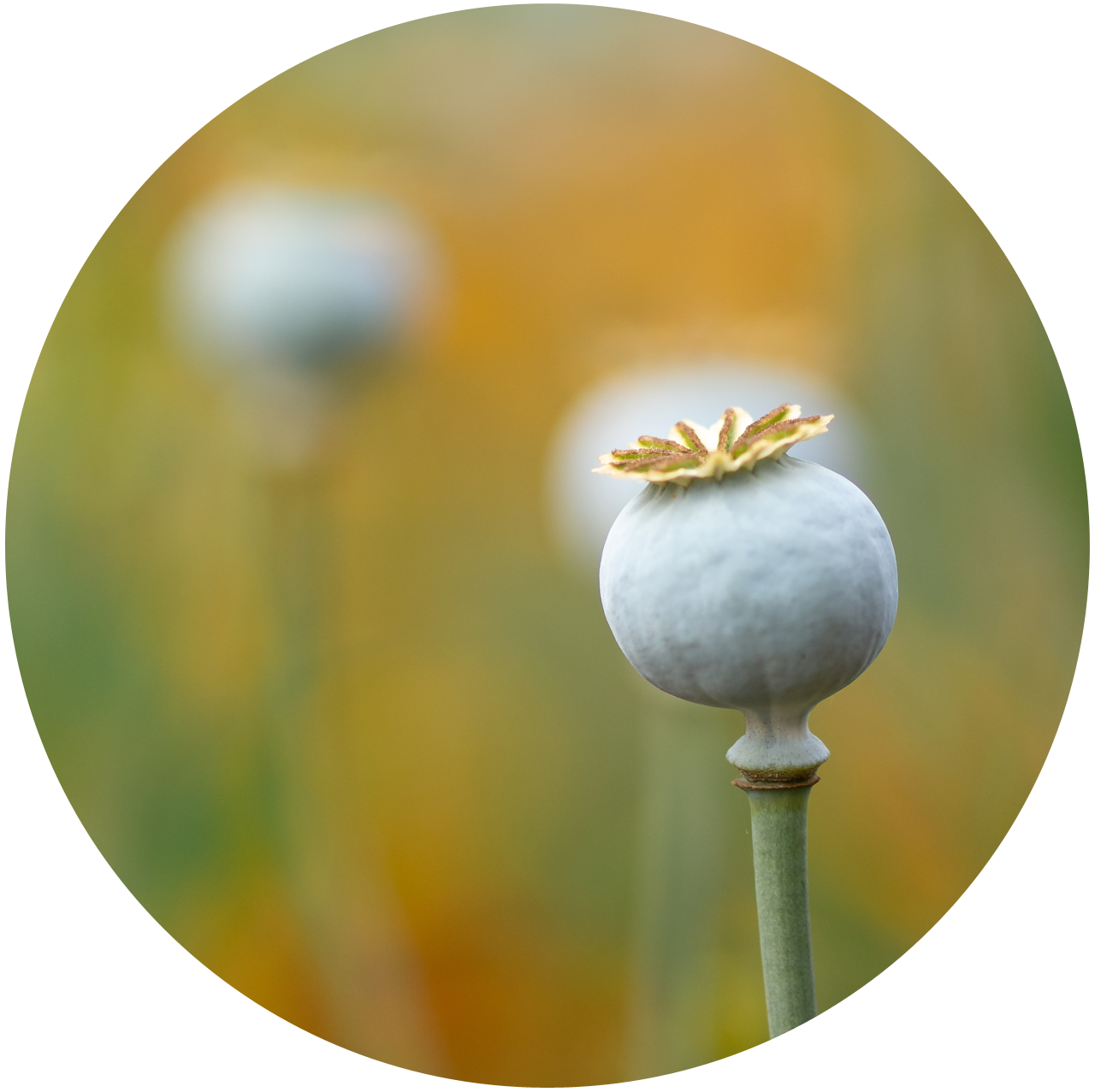 Poppy, Papaver sp. Powdery green round seed pod with scalloped disk on top.
